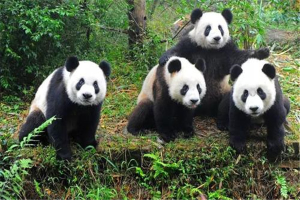 大熊貓為什么是國(guó)寶的原因？為什么大家稱(chēng)大熊貓為國(guó)寶