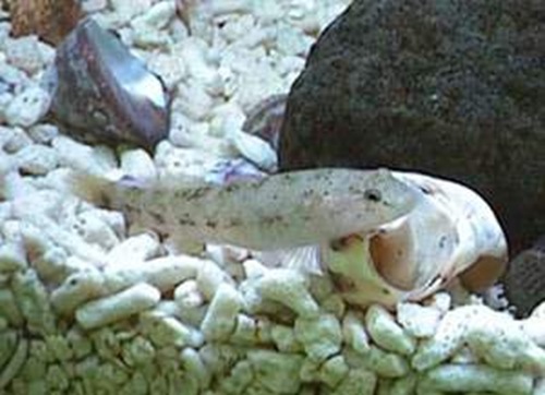 最小的魚類基本都是蝦虎魚類