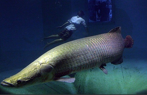 臣骨舌魚