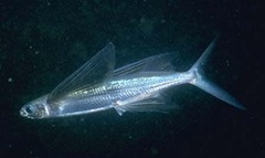 飛魚